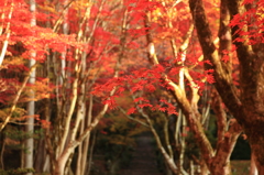もみじの森