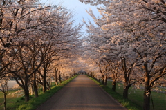 夕日に輝く桜並木