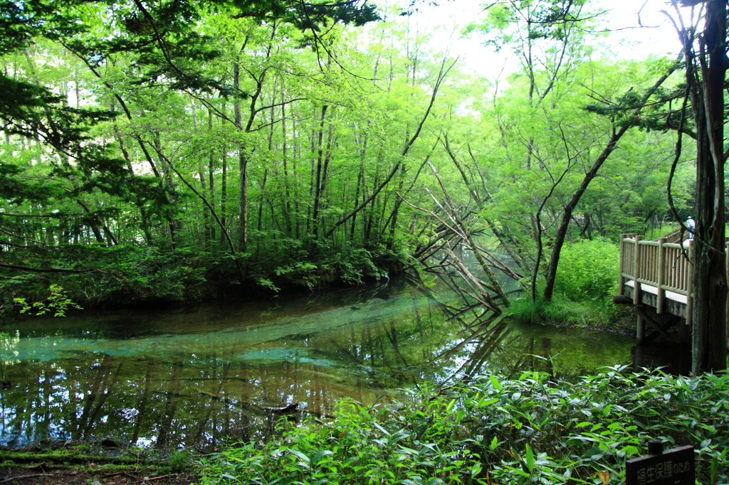 涼しき清流