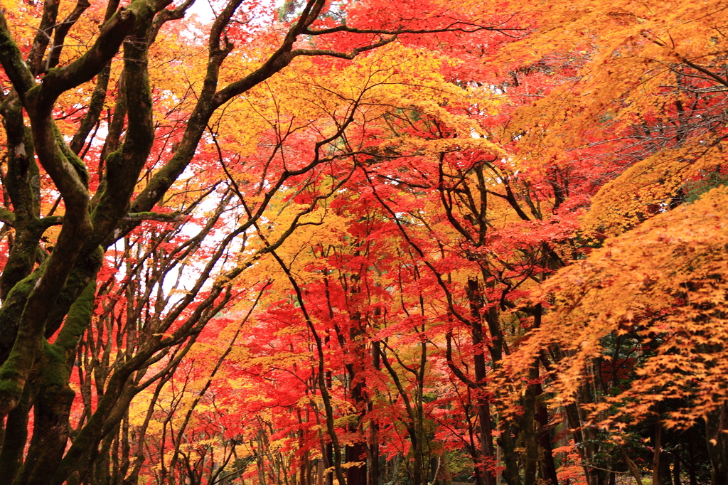 織り成す紅葉