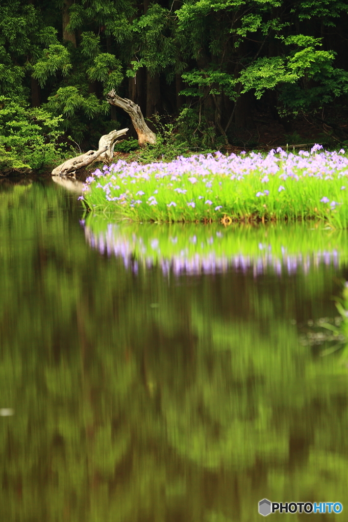 池の竜