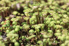 まるで南国？苔の林