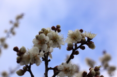 白梅の花