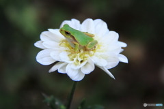 花の座布団②