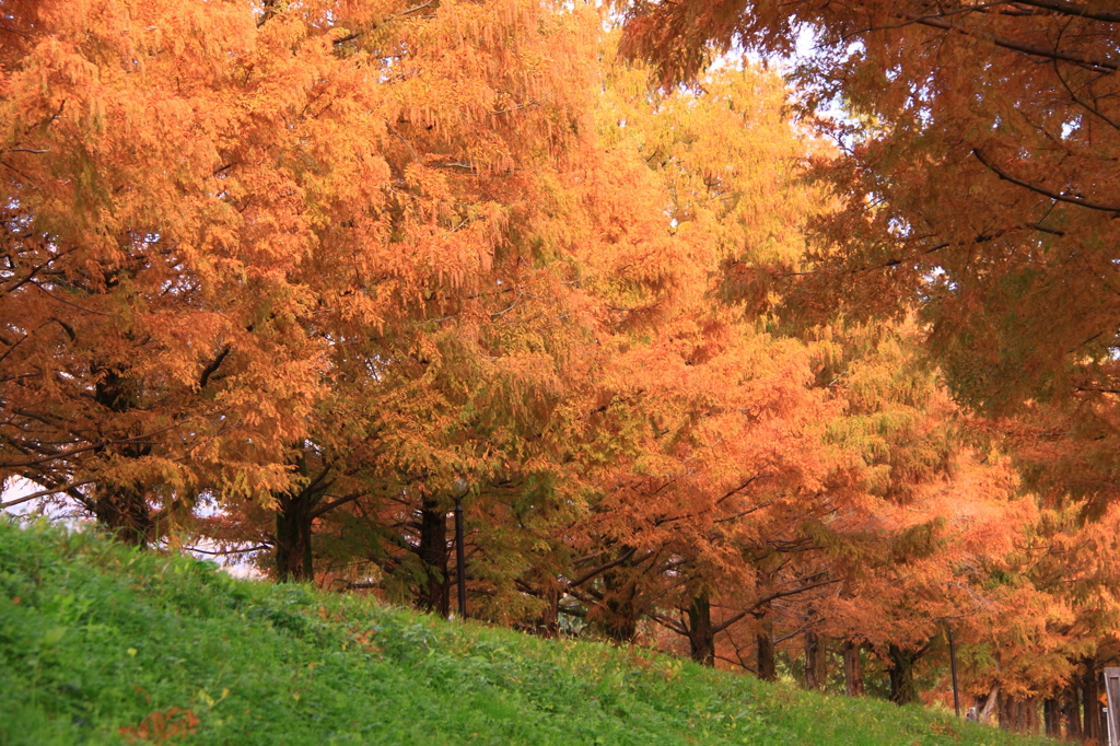 見上げる紅葉並木