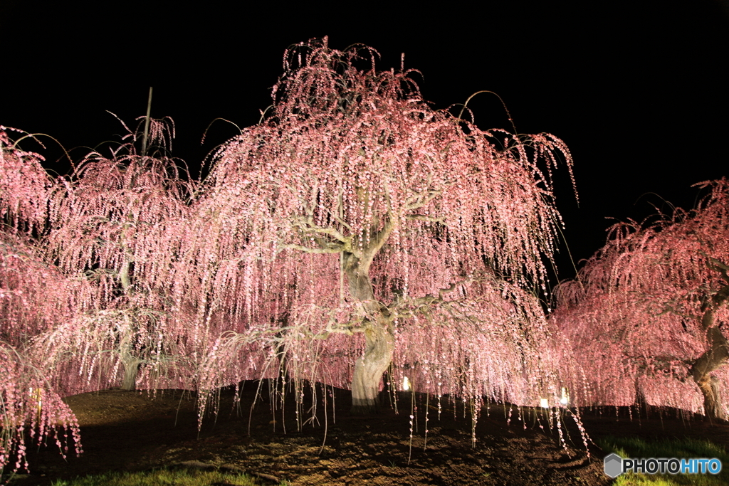 夜の花滝