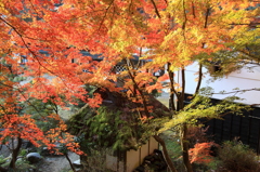 上から目線(紅葉)
