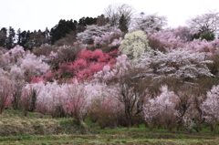 東北の春④