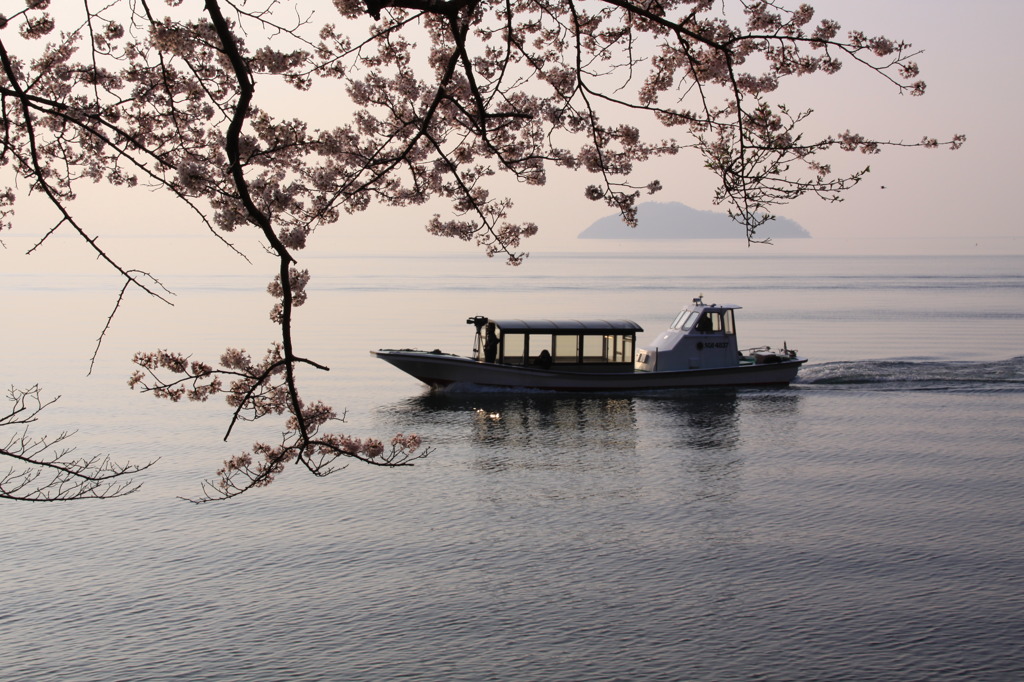 桜と船