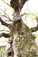巨木(神の宿る木)