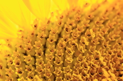 ヒマワリを作る小花