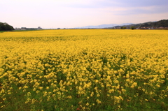 どこまで続く菜の花畑