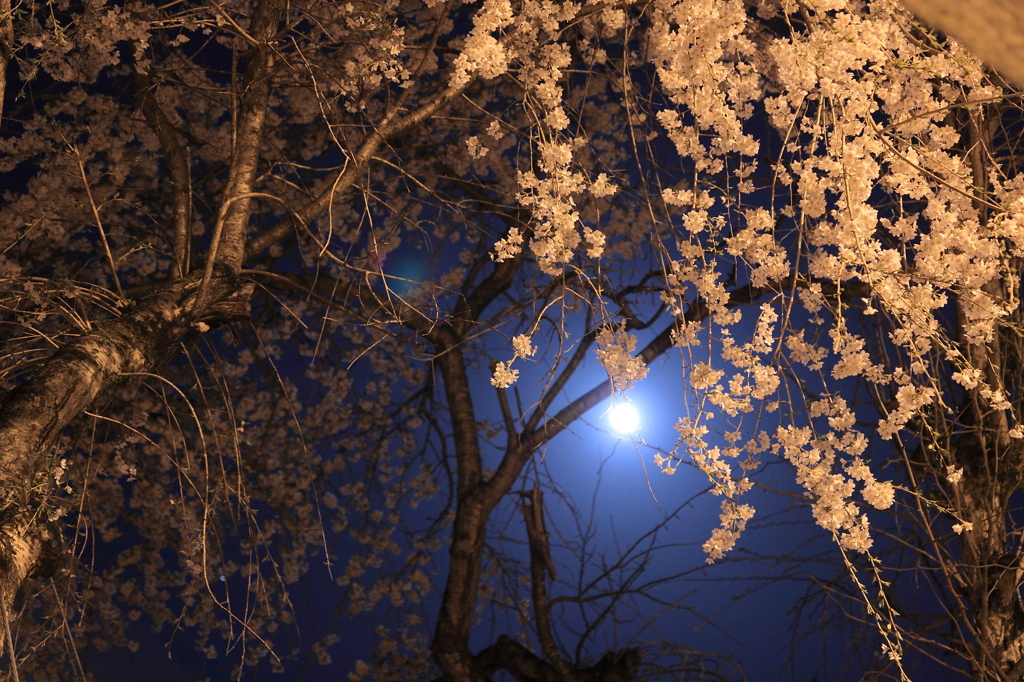 おぼろ月夜のしだれ桜