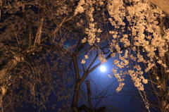 おぼろ月夜のしだれ桜