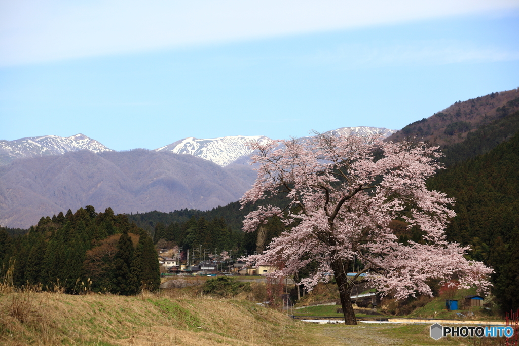 一本桜