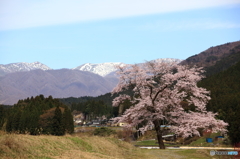 一本桜