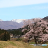 一本桜