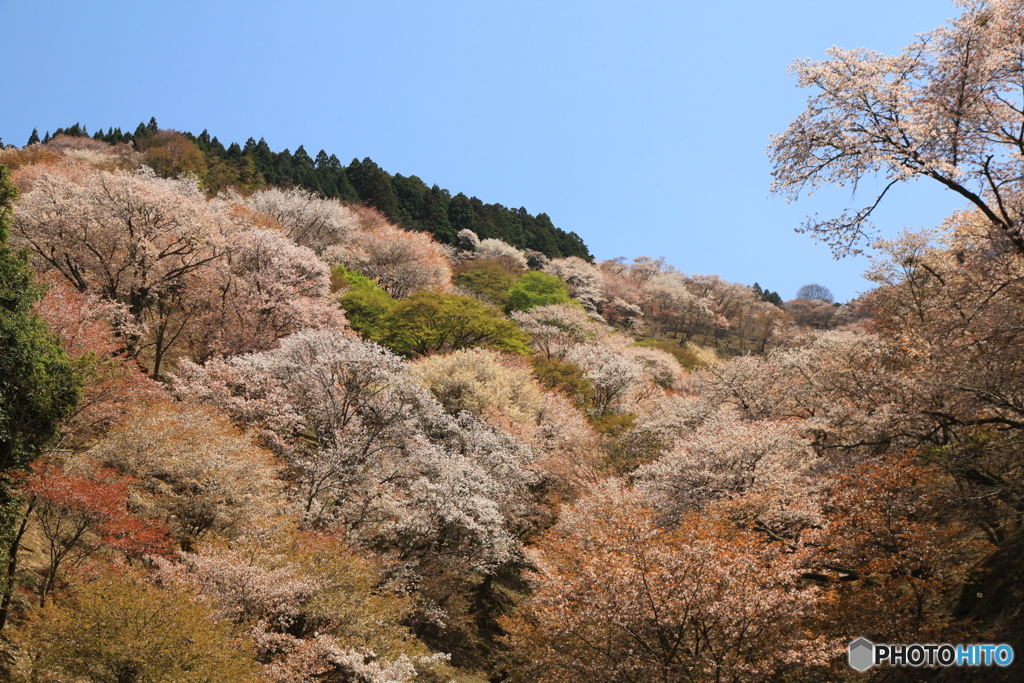 吉野の桜