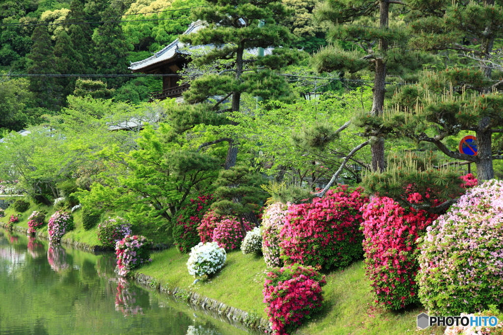 庭園の花