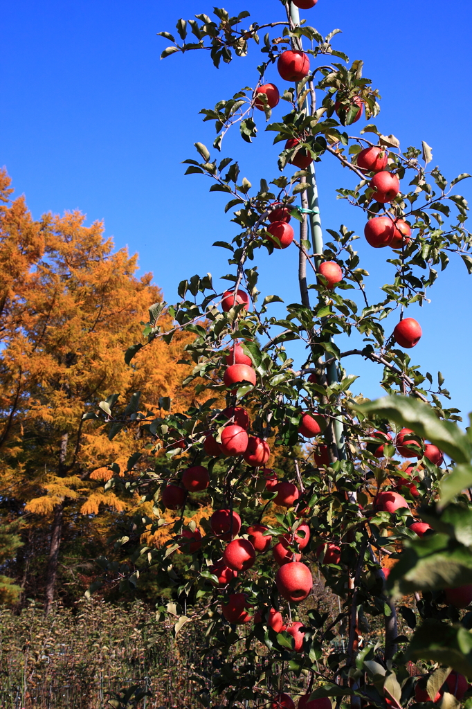 リンゴと紅葉