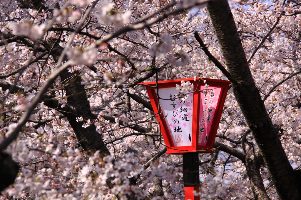 桜とぼんぼり