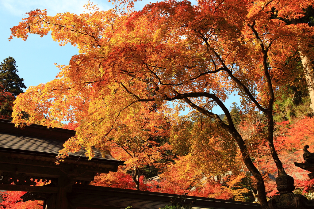 かぶさる紅葉