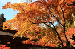 かぶさる紅葉