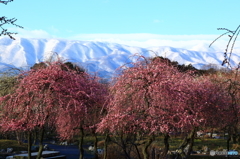 冬山と梅花