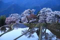 桜の写りこみ