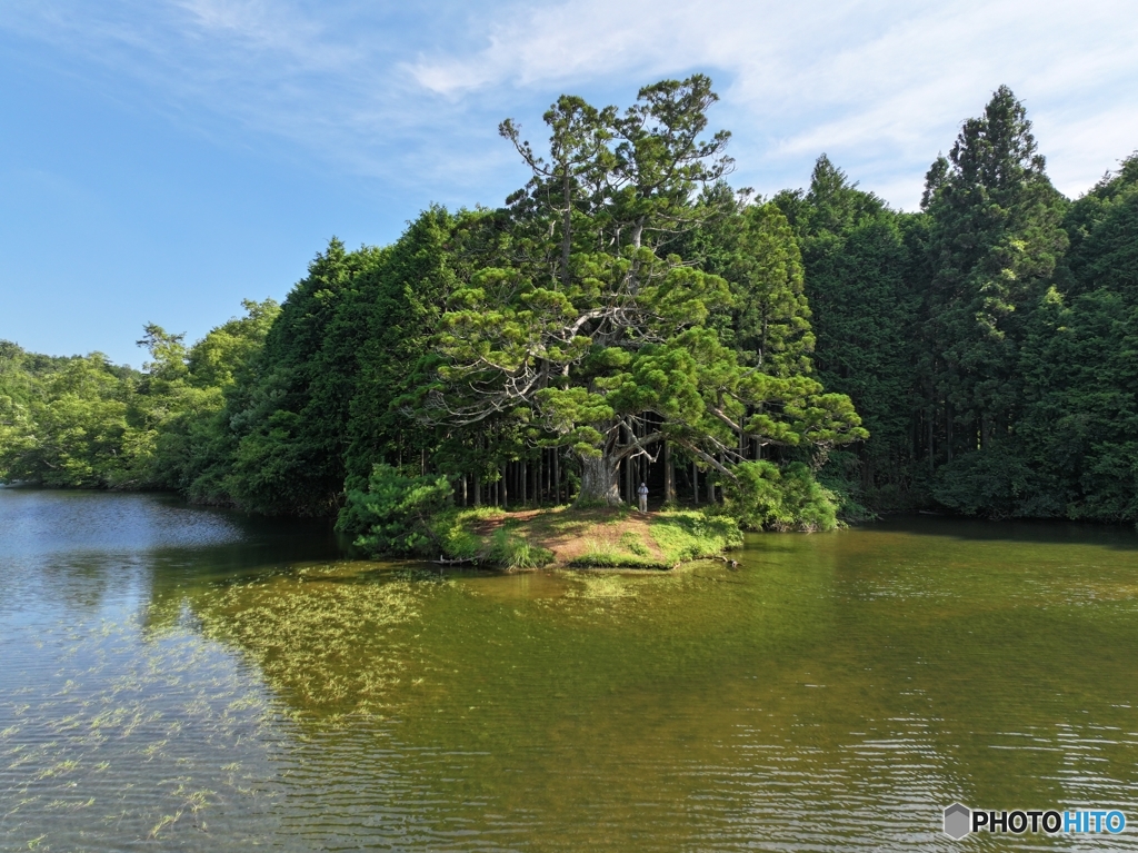 岩尾の一本杉②