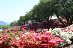 花の衣
