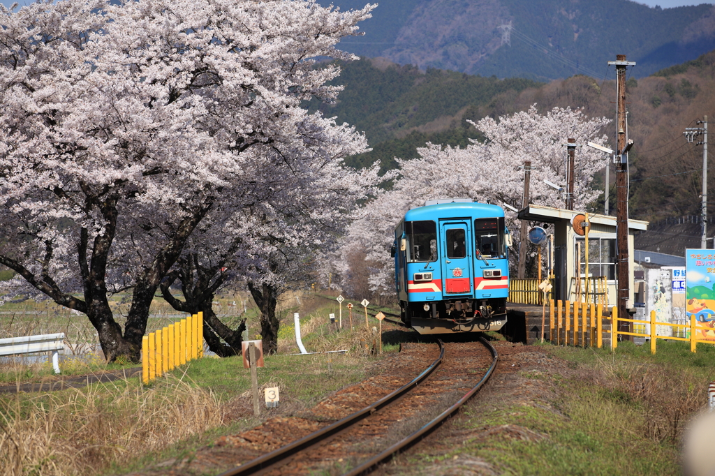 桜の中を走る