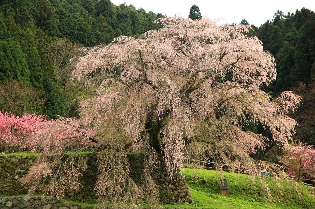 滝のような桜