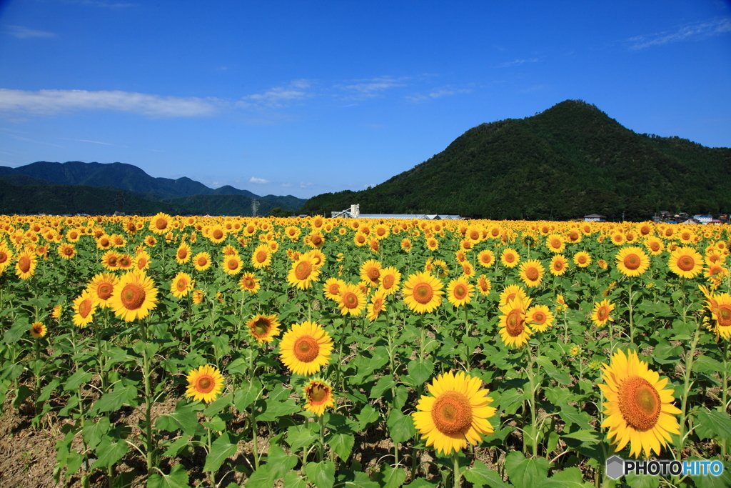 夏の花園