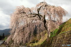 岩太郎の枝垂れ桜