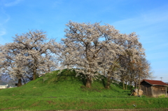 古墳塚の桜②