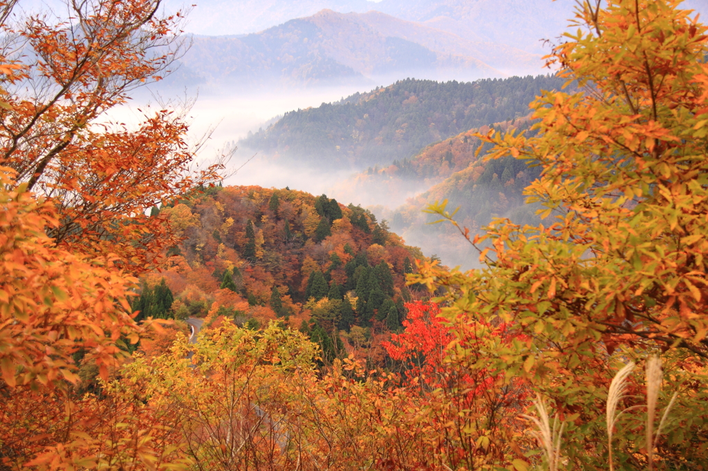 紅葉の谷間