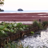 赤いびわ湖