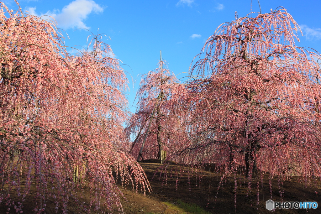 梅花の丘