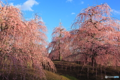 梅花の丘