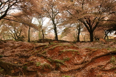 地面の衣替え