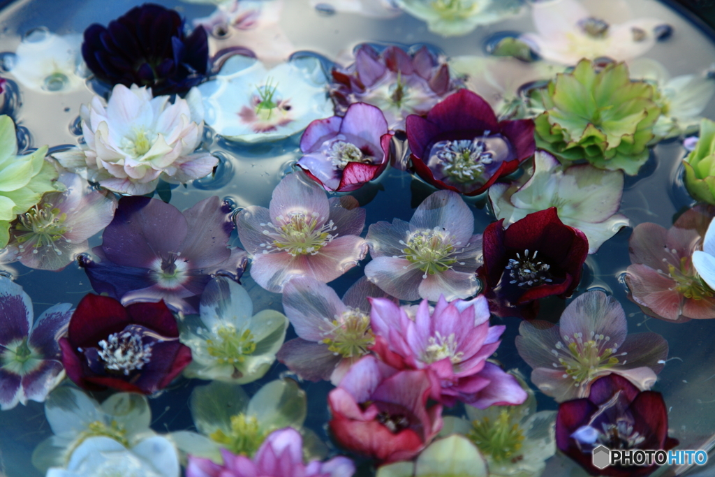 水溜りの花園