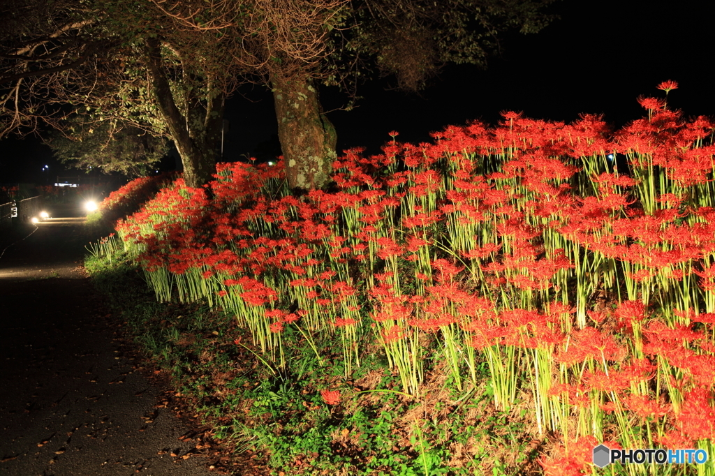 夜に燃える花