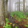 精霊の住む森