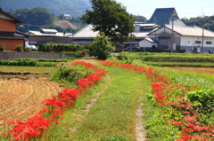 花の道