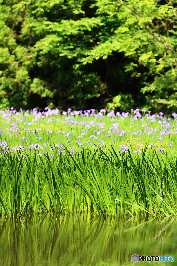 緑の中の青き花
