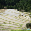 春の棚田
