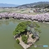 六道の堤桜