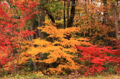 林の中の紅葉