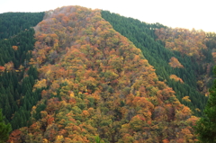 紅葉との境